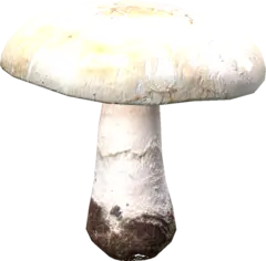Field Mushroom