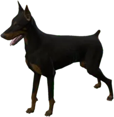 Doberman