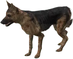 German Shepherd