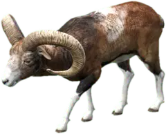 Mouflon