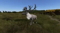 Reindeer