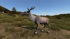 Reindeer