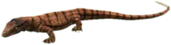 Desert Monitor