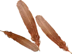 Chicken Feathers