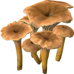 Yellowfoot Mushroom