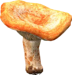 Red Pine Mushroom