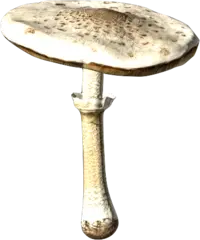 Parasol Mushroom