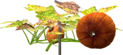 Pumpkin Plant