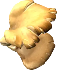 Oyster Mushroom
