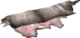 Reindeer Pelt