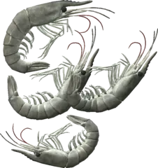 Shrimp