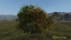 Apple Tree