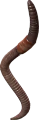Earthworm